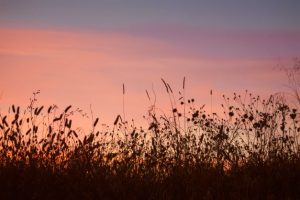 Hot Summer Grass